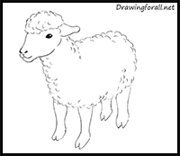 How to Draw a Sheep for Kids