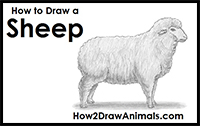 How to Draw a Sheep