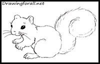 How to Draw a Squirrel