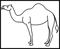 how to draw a camel