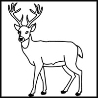 how to draw a deer