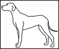 how to draw a dog