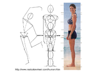 Human Proportions for Artists