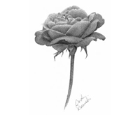 Graphite Pencil Shading Technique : Advanced