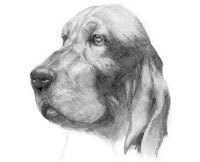 Drawing Hair - an Introduction : Graphite Pencil Techniques