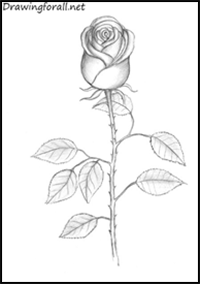 How to Draw a Rose