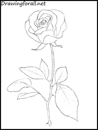 How to Draw a Rose Step by Step