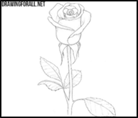 How to draw a rose for beginners