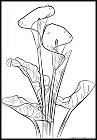 How to Draw a Calla Lily