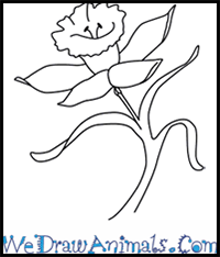 How to Draw a Daffodil Flower in 4 Easy Steps