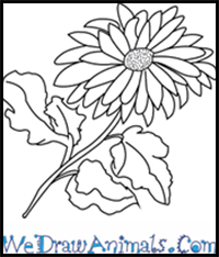 How to Draw a Dahlia Flower in 6 Easy Steps