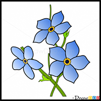 How to Draw Forget-me-not, Flowers