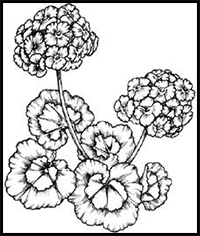 How to Draw Geranium