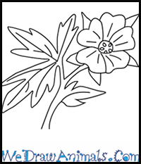 How to Draw a Geranium Flower in 4 Easy Steps