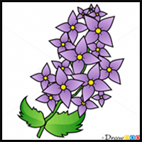 How to Draw Lilac
