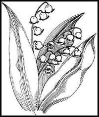 How to Draw Lily of the Valles in 5 Steps