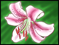 How to Draw a Lily