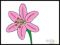How to Draw a Lily Step by Step