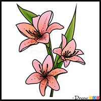 How to Draw Lily, Flowers