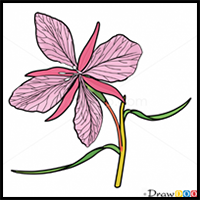 How to Draw Orchid, Flowers