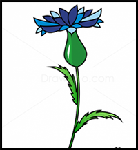 How to Draw Knapweed, Flowers
