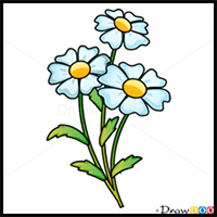How to Draw Camomile, Flowers