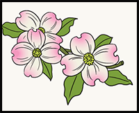 How to draw dogwood flowers