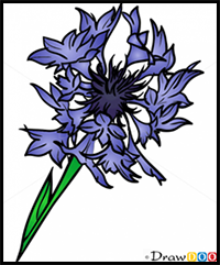 How to Draw Cornflower, Flowers