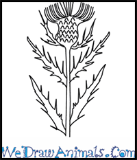 How to Draw a Thistle Flower in 4 Easy Steps