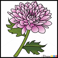 How to Draw Peony, Flowers