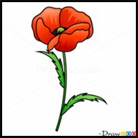 How to Draw Poppy, Flowers