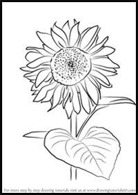 How to Draw Sunflower Plant