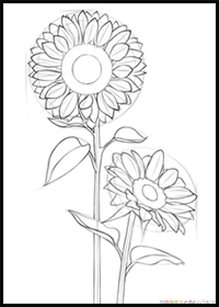 How to Draw a Sunflower