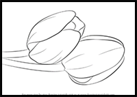 How to Draw Tulips