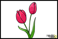 How to Draw a Tulip