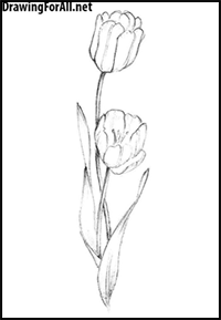 How to Draw a Tulip