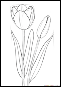 How to Draw a Tulip