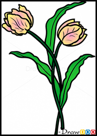 How to Draw 2 Tulips, Flowers