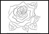 How to Draw a Rose