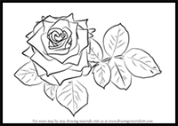 How to Draw Red Rose