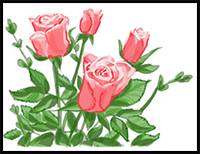 How to Draw Roses