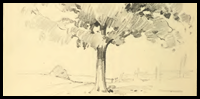 How to Draw Foliage and Trees with the Following Lessons