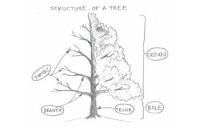 How to Draw a Tree