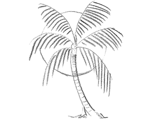 How to Draw Palm Trees in Front of the Sun Drawing Lesson