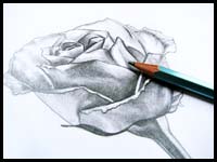 How to Draw a Rose