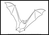 How to Draw a Big Brown Bat