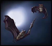 How to Draw Animals: Bats