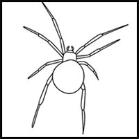 How to Draw a Spider