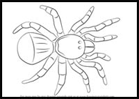 How to Draw a Trapdoor Spider