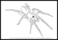 How to Draw a Woodlouse Spider